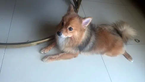 Free Dog for adoption