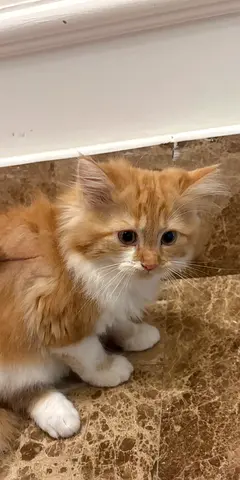 بيبي كرك ذكر خمس شهور للتبني
