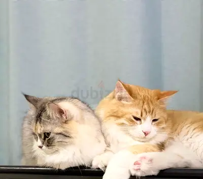 Sibling cats for adoption with every accessories