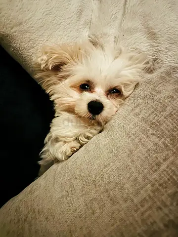 🐶 Maltipoo for a Loving New Home ❤️