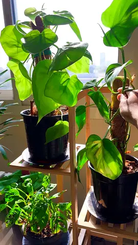 Indoor plants for sale