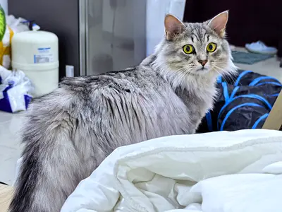 Friendly Cat looking for a new home