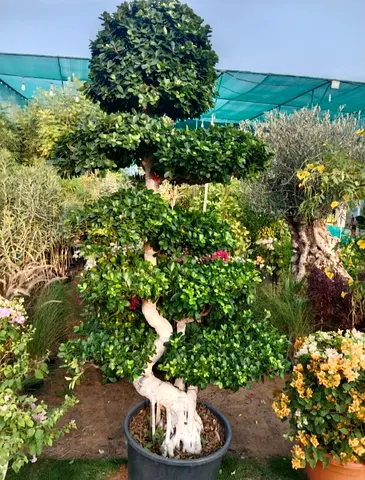 Large multi-tier bonsai / ornamental potted tree — healthy and shaped