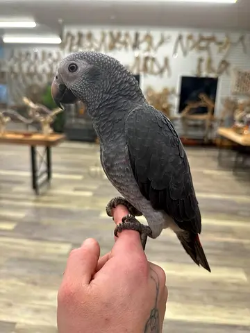AFRICAN GREY PARROT — AVAILABLE FOR ADOPTION