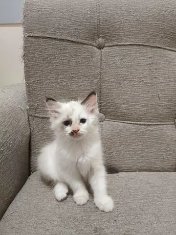 adorable kittens looking for an home!