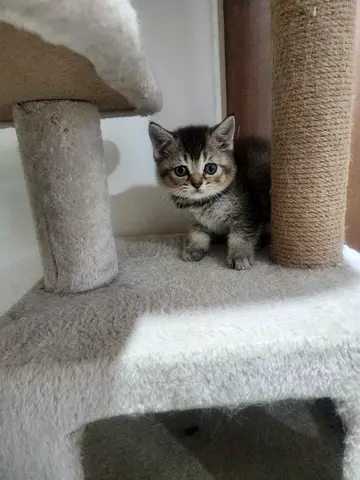 Scottish fold kittens and Staigh