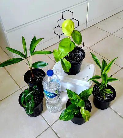 Take all 5 easy to take care  indoor plants Final price , last price , best price 60 dhs only