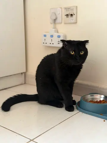 Adorable cats looking for a forever home