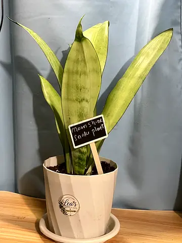 Indoor plants
