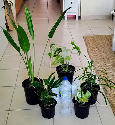 Collection of indoor potted houseplants — mixed varieties, ready to rehome