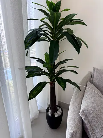 Potted plan