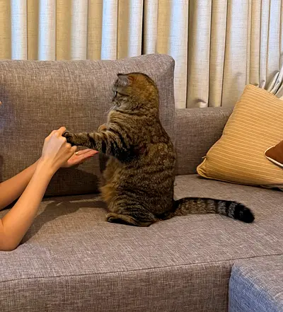 Friendly male cat