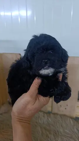 Cute small black puppy - young, friendly, ready for home