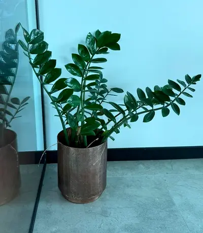ZZ Plant (Zamioculcas) in Decorative Pot - Healthy Indoor Plant