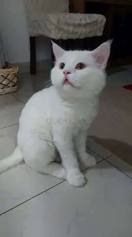 white persian cat