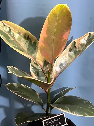 Plants