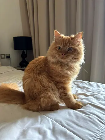 For Adoption: Male Orange Persian Kitten