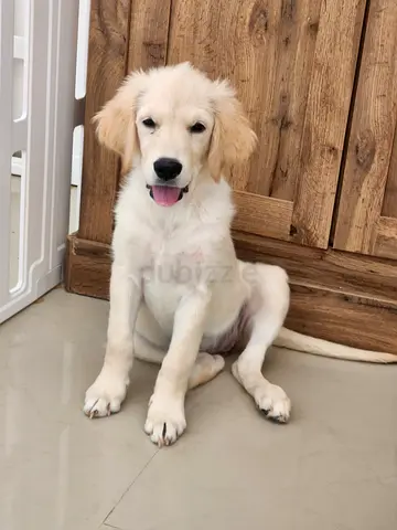 Golden Retriever puppy