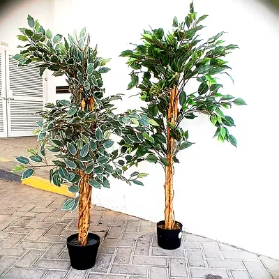 Pair of Artificial Ficus Trees with Black Pots