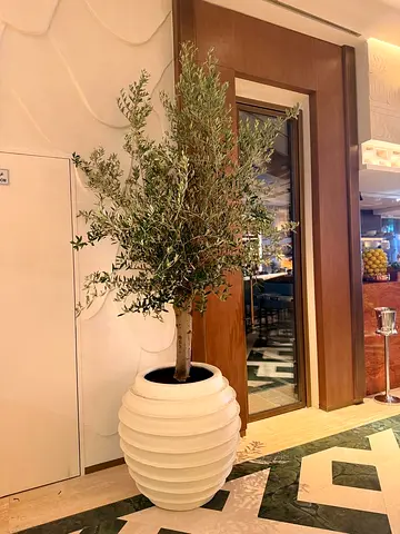Large Indoor Olive Tree in Decorative White Planter