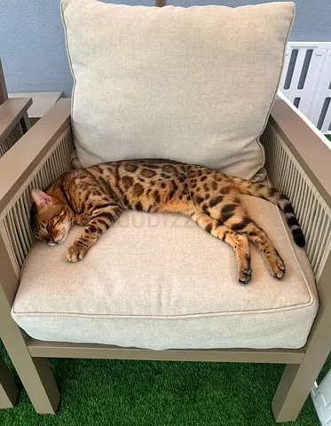 Bengal cat available for adoption — healthy, friendly, outdoor
