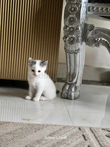Kitten