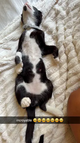 Male 4months playful