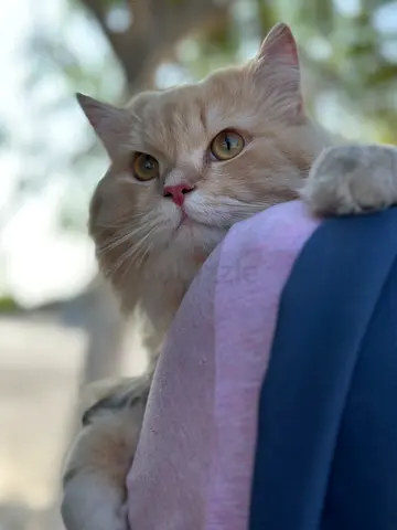Aurie looking for his forever home.
