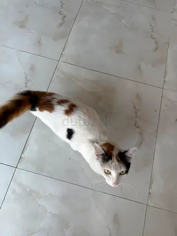 Cat for free adoption