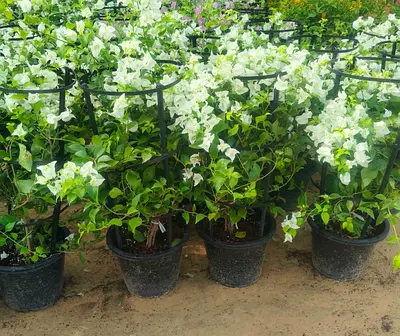 White Bougainvillea I’m selling plants in doors and outdoor doors we have Narsee