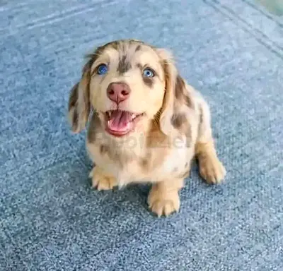 Healthy Adorable  Dachshund Puppy for adoption
