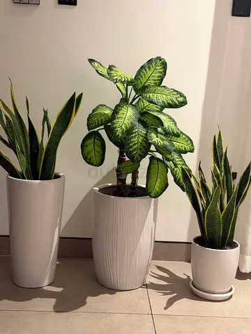 Set of 3 REAL Indoor Plant Pots with Decorative Plants (White Ceramic pots)