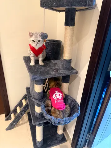 Cats