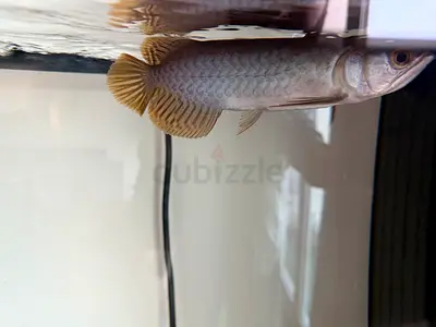 Banjir Red Arowana for Adoption 7 inch