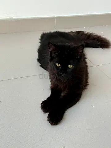 Maine $%&! kitten