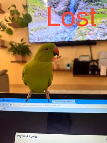 Lost Indian ring neck reward for who helps bringing it back