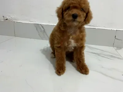 Toy Poodle Puppy  Friendly and Healthy playful and addorable