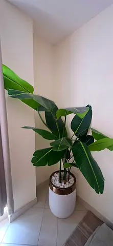 Serious buyers only - large artificial plant with white and gold ceramic pot and pebbles