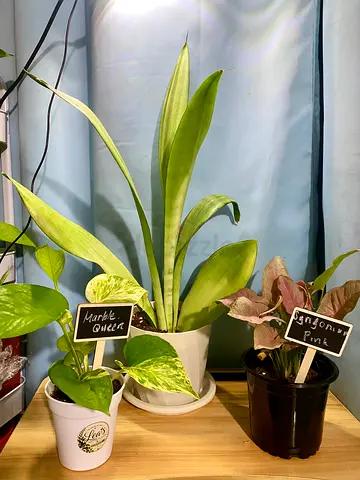 Indoor plants