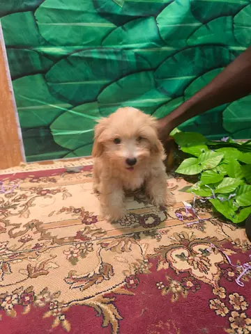 Small fluffy puppy looking for a new home - friendly and playful
