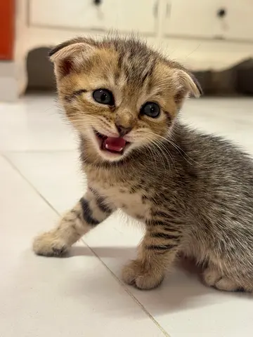 Adoption