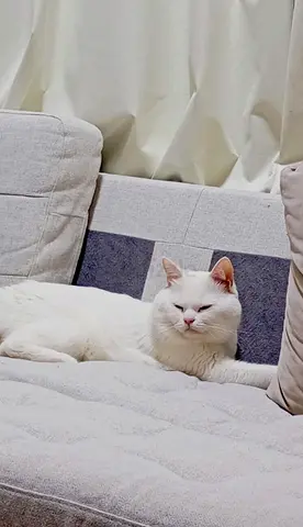 British long hair male cat for free adoption