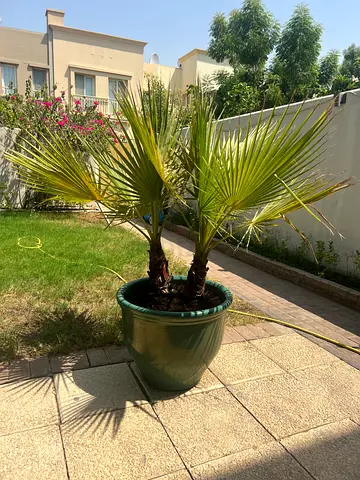 Large Double Palm Tree in Glazed Ceramic Pot