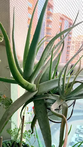 Big aloe vera plant pot