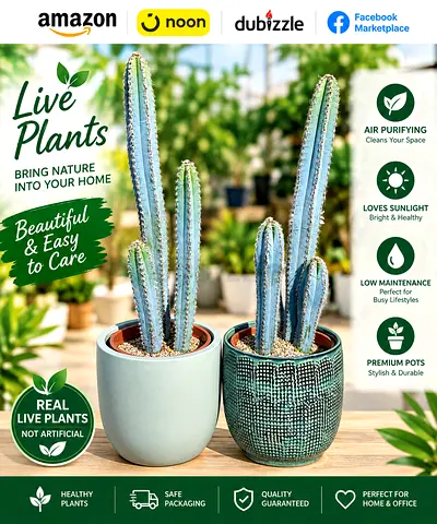 Viva Verda Plants – Luxury Live Blue Cactus Couple with Premium Fiber Decorative Pots, 60–120 cm, 3P
