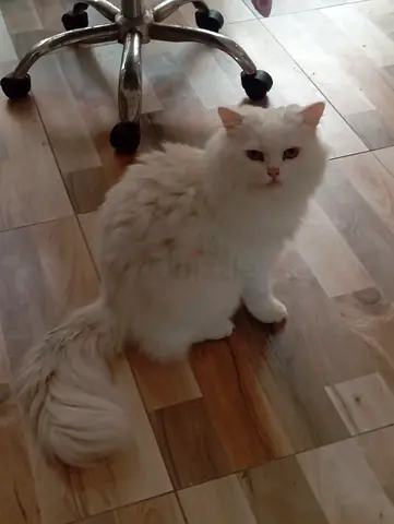White Long-Haired Persian Cat - Friendly, 2 Years Old