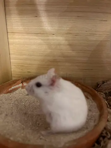 Hamster for adoption