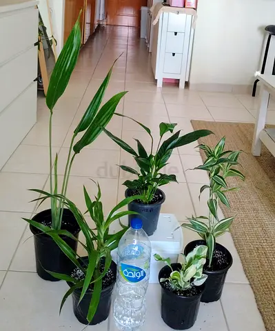 Set of 5 Indoor Potted Houseplants — Mixed Varieties, Good Condition