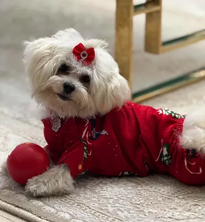 Friendly small Maltese dog - looking for new home