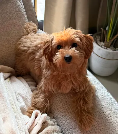 Maltipoo puppy